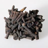 Fused Screws (ichi-64558) Fused Screws (ichi-64558)