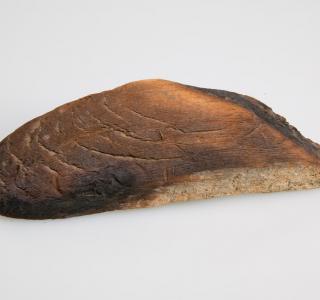 Wood Fragment from O'Leary Barn (ichi-64489)